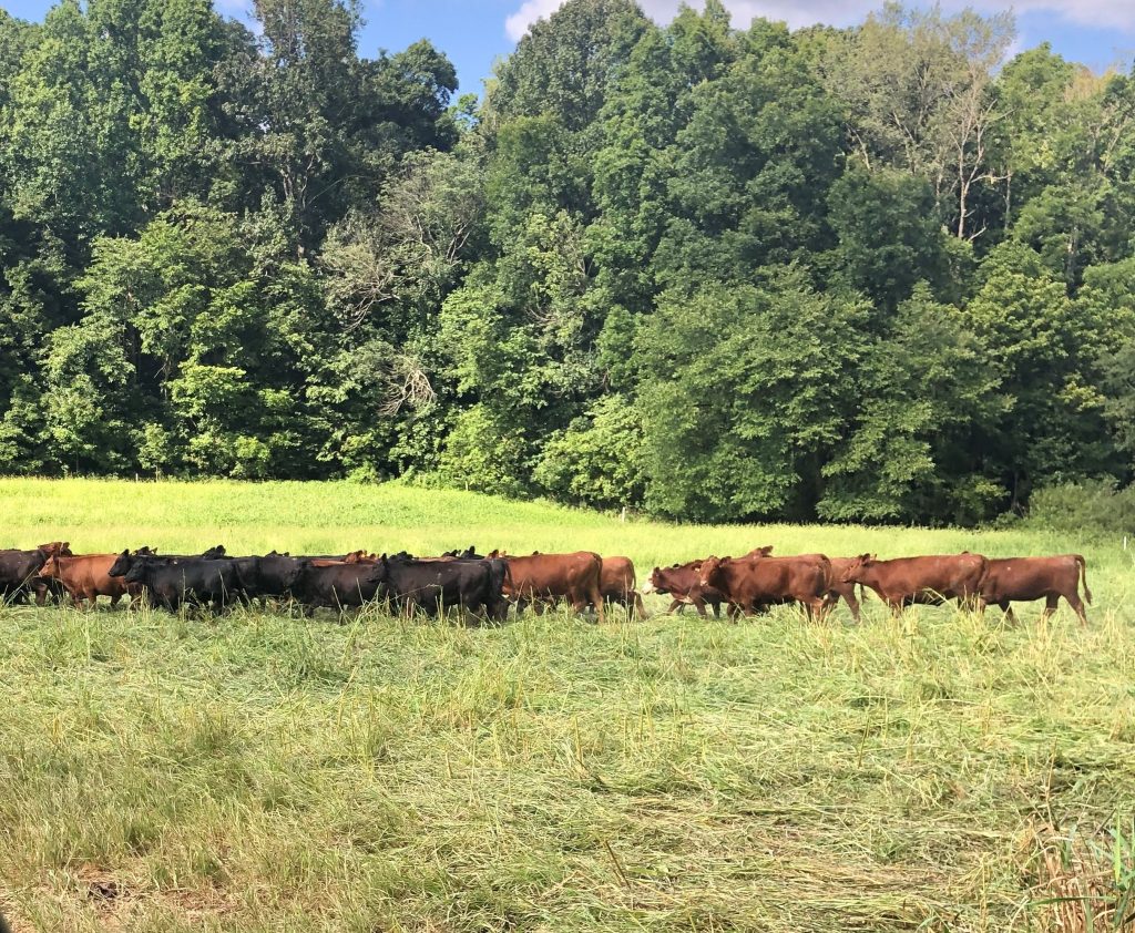 Resilience Ag Resilience